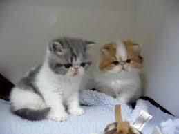 Exotic Shorthair Kittens Available