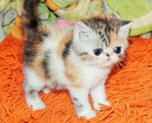 Beautiful Exotic Shorthair Kittens Text (***) ***-***9