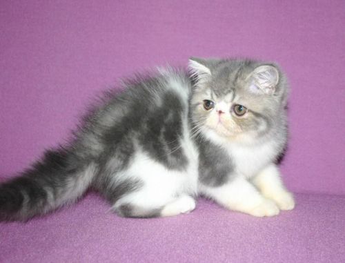 Adorable Exotic Shorthair Kittens Text us on (***) ***-***9