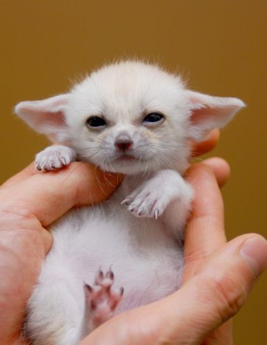 Fennec Fox Pet Baby