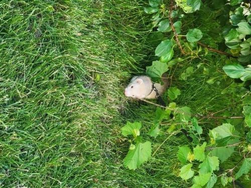 Champagne female ferret