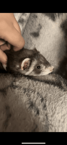 4 month old ferret for sale (with all her belongings)