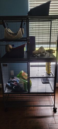 2 ferrets and cage