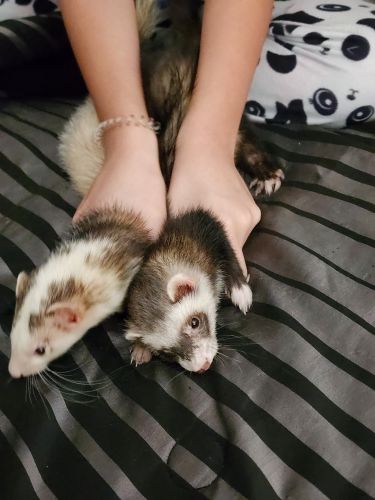 Two ferrets for sale