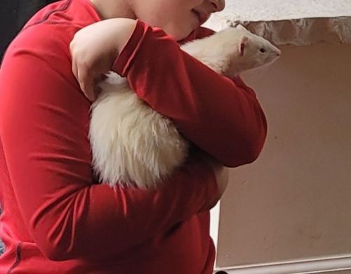 3 Marshall Ferrets and Cage