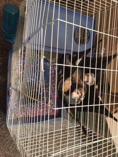 Two Male Ferrets 2 yrs old