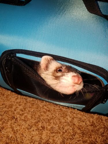 Ferret Kit