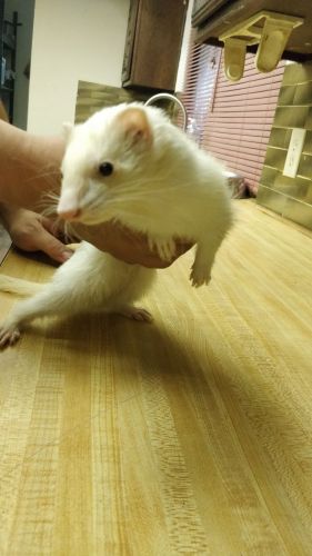 Albino ferret