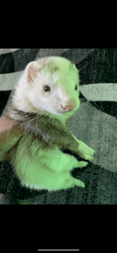 Lovable Ferret