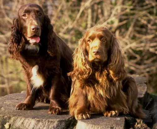 field spaniel dogs - caring