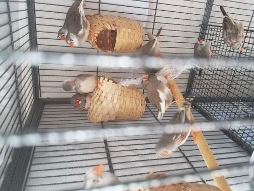 Happy and healthy ZEBRA FINCHES looking for new homes!