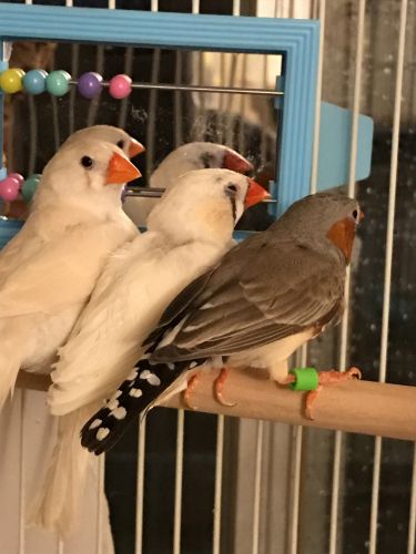 *Zebra Finches*