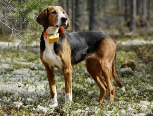 finnish hound dog - characteristics