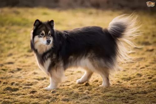 finnish lapphund dog - characteristics