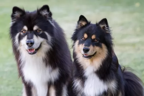 finnish lapphund dogs - caring