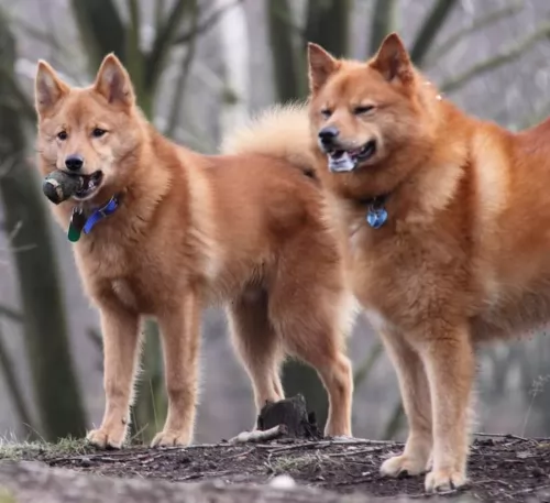 finnish spitz dogs - caring