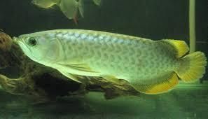 Quality Super Arowana For Sale!!!!