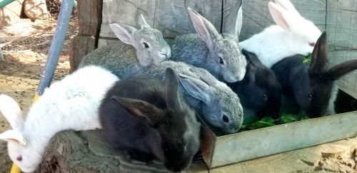 Purebred Flemish Giant Bunnies