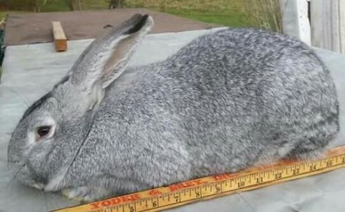 Lite gray senior Flemish giant buck