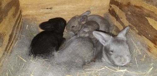 Flemish Giant Bunny Rabbits