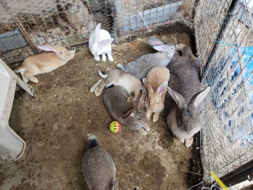 Tnt mini farm and rabbitry