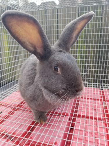 Flemish Giant Bunny Rabbit