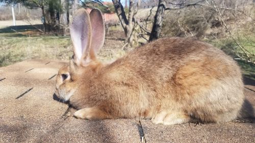 Sandy Flemish giant doe with pedigree