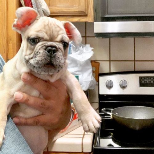 Frenchies 1 fawn Merle boy 1 fawn Merle girl AKC