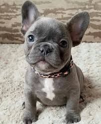 Cute French bulldog puppies