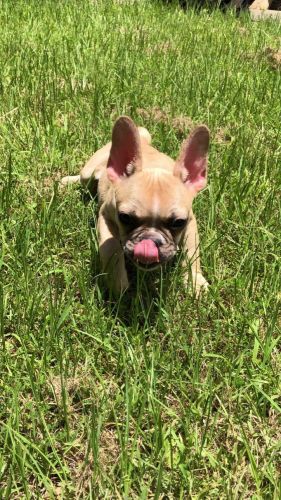 French Bulldog Blaze Boy