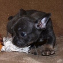 Cute Kady Needs a Loving Home