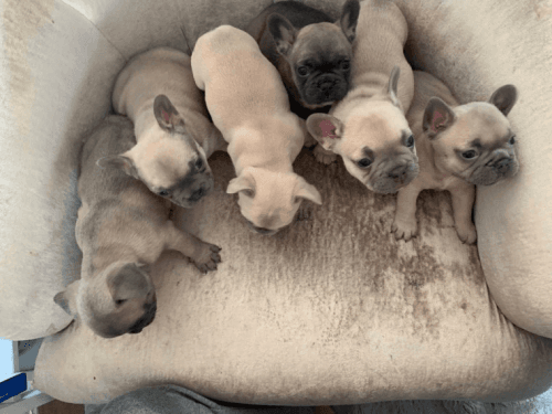 Frenchies puppies
