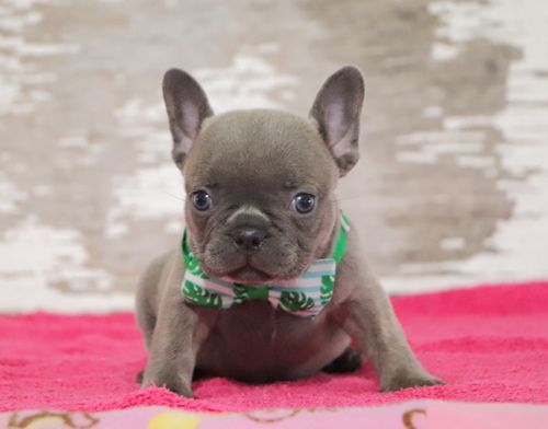 French Bulldog Puppies for sale in Los Angeles, CA, USA. price: $1,200