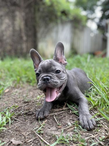 French Bulldog