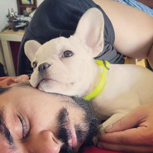 Blue French Bulldog puppies Text me ***