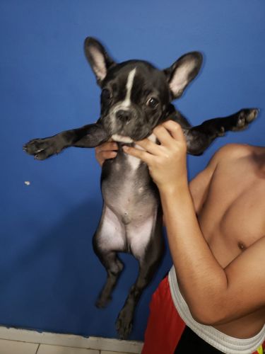 French Bulldog puppies for sale