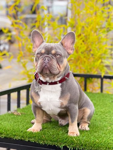 French Bulldog Stud