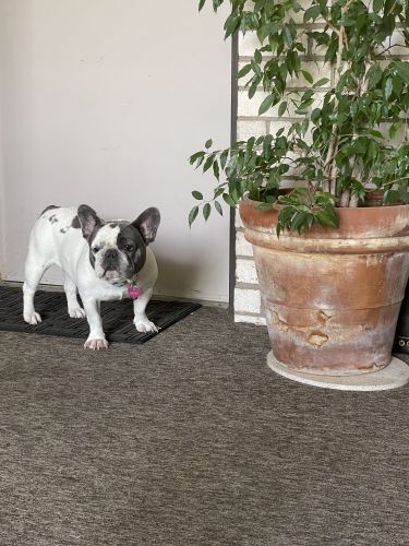 Female White and Blue FrenchBulldog 4yrs