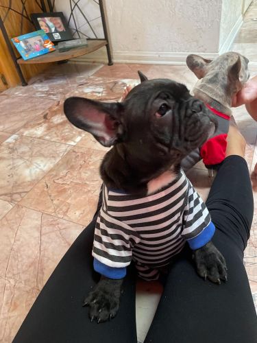 french bulldog