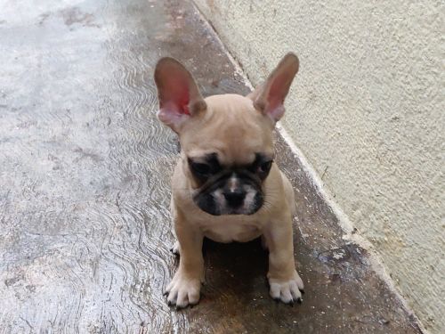 French bulldog Female