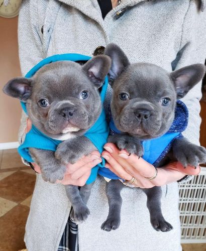 French Bulldog Puppies