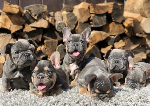 French Bulldog Puppies For Sale
