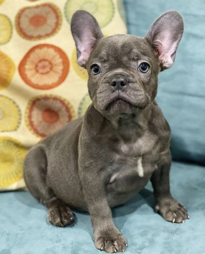 Imported French bulldog