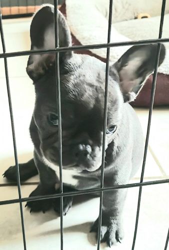 LUNA French bulldog Lilac