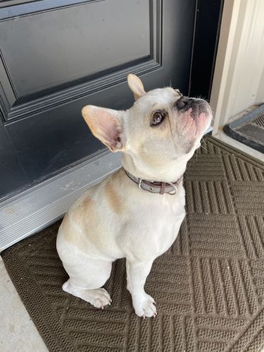 AKC Registered 1 yr old male