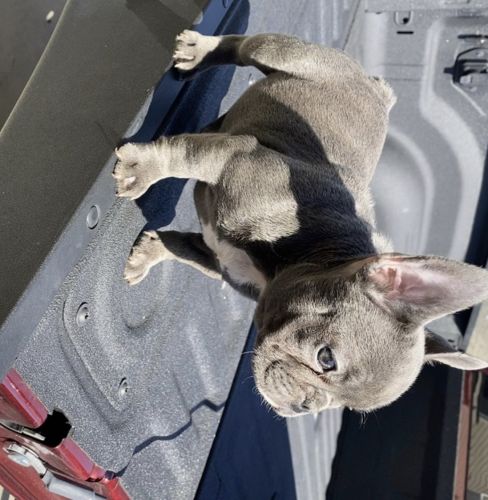 Champion Breed AKC approve 2xsuess 1x grinch