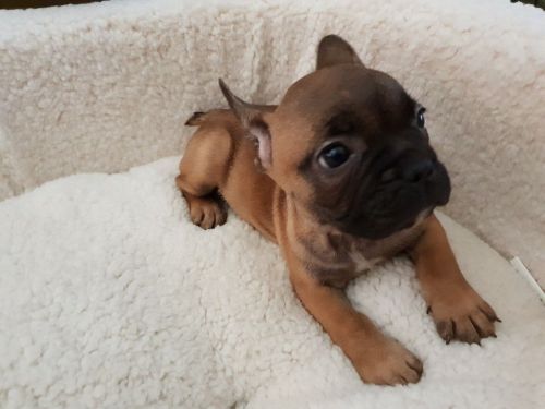 french bulldogs puppies