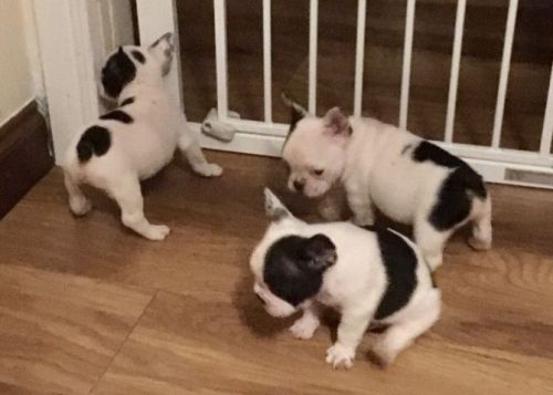 beautiful French bulldog