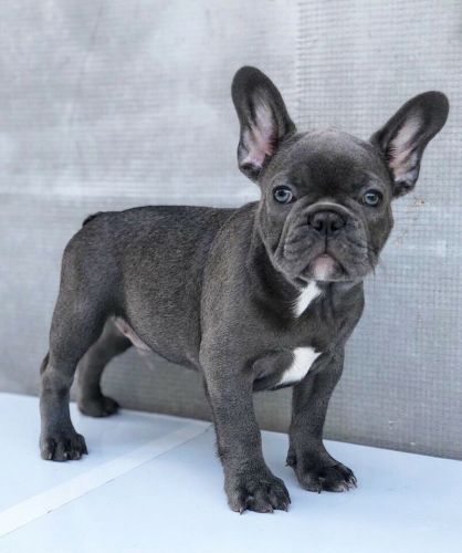 Healthy French Bulldog Puppies