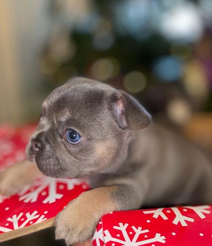 AKC French Bulldog